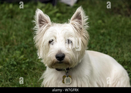 Portrait de chien adorable,West Highland White Terrier looking at camera.Background est de l'herbe verte. Banque D'Images