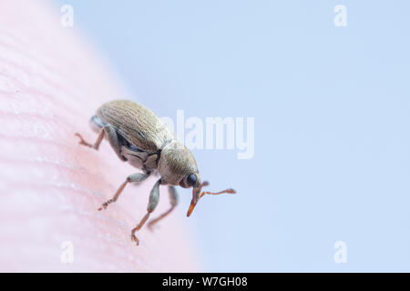 Macro photo d'un tout petit bout de doigt sur un charançon ; très petit Banque D'Images