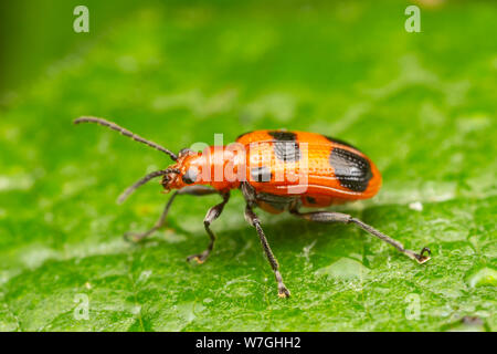 Un Six-Neolema Neolema sexpunctata tacheté (beetle) est perché sur une feuille. Banque D'Images