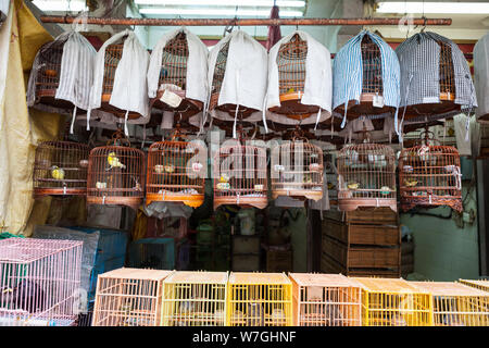 Oiseaux à vendre à Yuen Po street bird Garden Hong Kong Banque D'Images