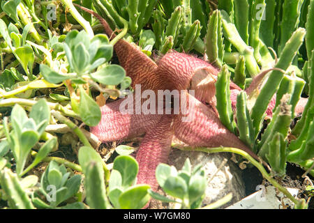 Stapelia grandiflora, étoiles de cactus Banque D'Images