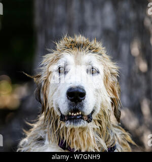 Chien mouillé après son doggy baignoire, Manitoba, Canada. Banque D'Images