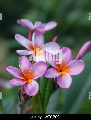 Pink Plumeria blossoms ; Waihe'e Vallée, Maui, Hawaii. Banque D'Images