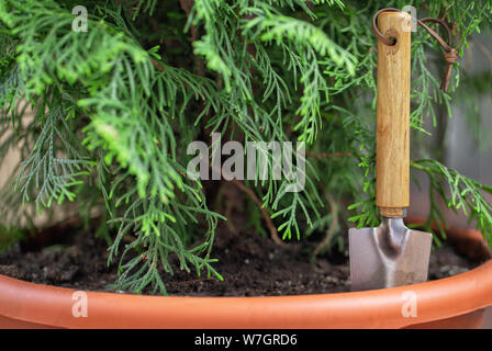 Thuja dans un pot de terre cuite en terre cuite dans le jardin et une petite pelle Banque D'Images