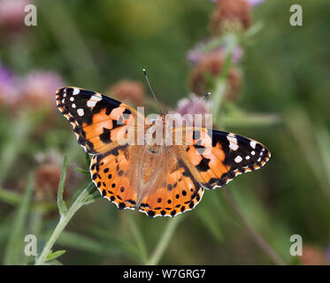La belle dame nouvellement apparues sur le nectar de fleurs de centaurée papillon. Hurst Meadows, East Molesey, Surrey, UK. Banque D'Images