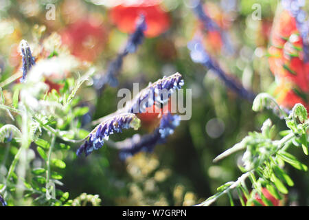 Lilas fleurs coquelicots, champs de blé Banque D'Images