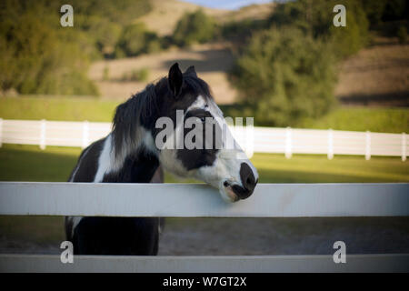 Cheval Noir et blanc aux yeux bleus. Banque D'Images