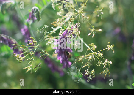 Lilas fleurs coquelicots, champs de blé Banque D'Images