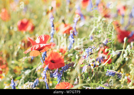 Lilas fleurs coquelicots, champs de blé Banque D'Images