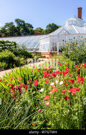 Les coquelicots rouges et le long Range Glasshouse dans le jardin clos de Clumber Park, Worksop, Notinghamshire Royaume-Uni Banque D'Images