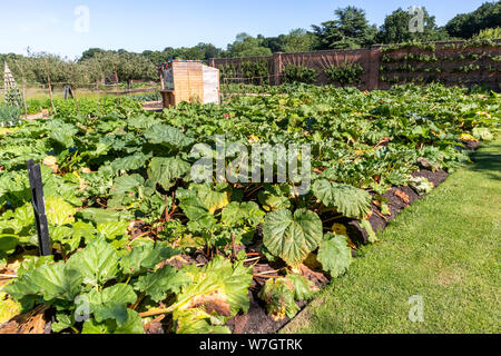 La Collection nationale de rhubarbe (plus de 130 variétés) dans le jardin clos à Clumber Park , Worksop, Nottinghamshire UK Banque D'Images