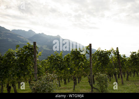 De plus en plus des raisins sur la vigne dans le vignoble officiel du Prince de Liechtenstein à Vaduz, surtout connu pour le pinot noir connu sous le nom de blue. Banque D'Images