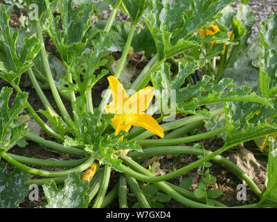 Fleur de courgette - Cucurbita pepo croissant sur un allotissement Banque D'Images