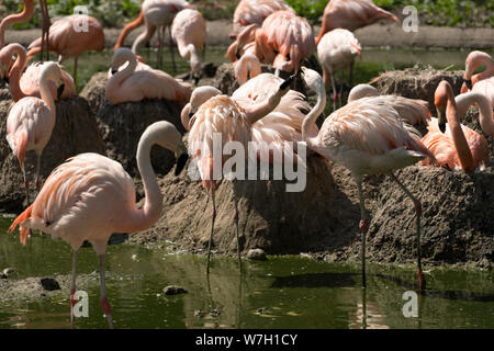 American flamants roses (Phoenicopterus ruber) Banque D'Images