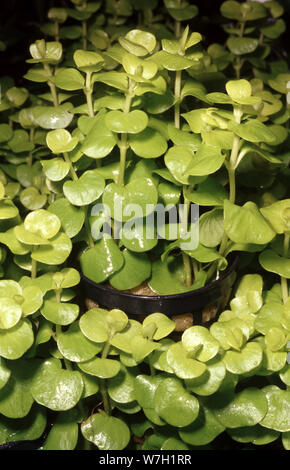 La lysimaque nummulaire ou herbe aux écus, Lysimachia nummularia var. aurea Banque D'Images