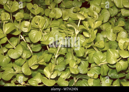 La lysimaque nummulaire ou herbe aux écus, Lysimachia nummularia var. aurea Banque D'Images