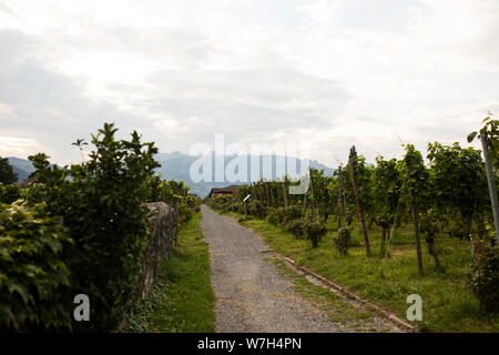 De plus en plus des raisins sur la vigne dans le vignoble officiel du Prince de Liechtenstein à Vaduz, surtout connu pour le pinot noir connu sous le nom de blue. Banque D'Images