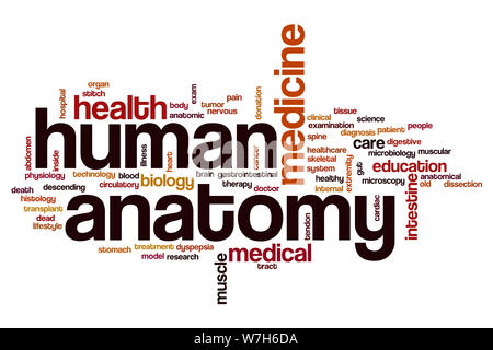 L'anatomie humaine mot concept cloud Banque D'Images