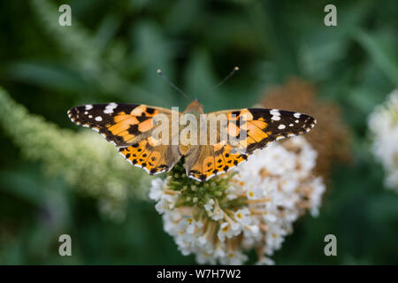 Vanessa cardui papillon ou Cynthia Cardui dans le jardin Banque D'Images