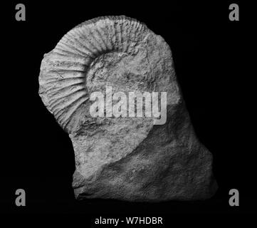 Ammonit contraste élevé en partie dans une pierre fossile Banque D'Images