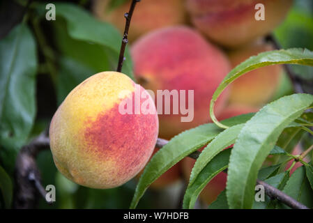 Summertime Georgia peaches prêt pour le prélèvement en vienne, la Géorgie. (USA) Banque D'Images