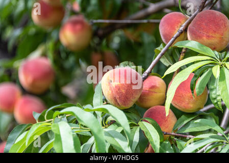 Georgia peaches mûrs prêts pour arracher un verger à Vienne, la Géorgie. (USA) Banque D'Images