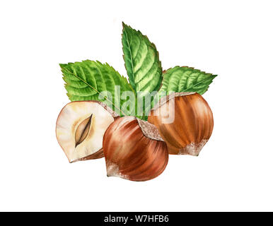 Aquarelle botanique arrangement réaliste illustration de noisettes feuilles. Trois et demi tranche compositions isolées écrous peints à la main, brown Banque D'Images