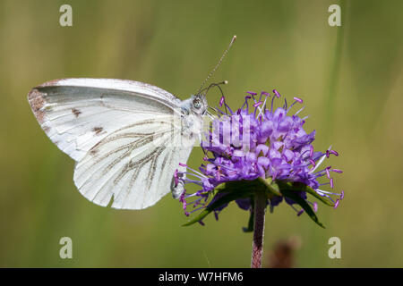 Lépidoptères Pieris brassicae (grand papillon blanc du chou / Schmetterling Großer Kohlweißling) Banque D'Images