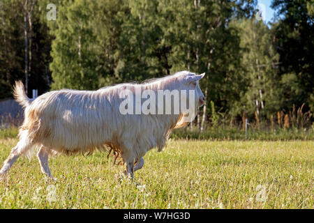 Buck, Chèvre blanc mâle en développement durable la ferme biologique avec des champs verts under blue sky Banque D'Images