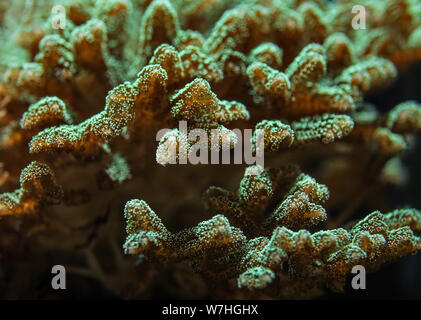 Photo sous-marine, Close up of green blue coral émettant une lumière fluorescente. Résumé fond marin. Banque D'Images