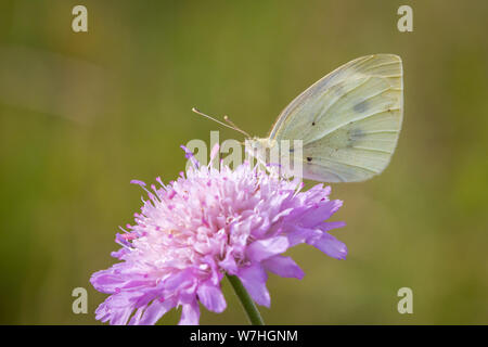 Lépidoptères Pieris rapae (petit papillon blanc du chou / Schmetterling Kleiner Kohlweißling) Banque D'Images