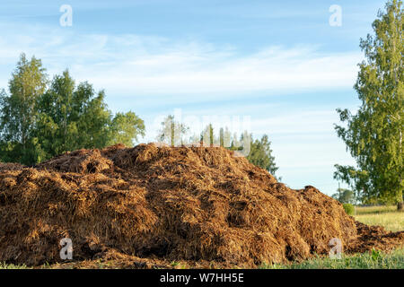 Sur le fumier de ferme. Close up de tas d'excréments dans le champ vert sur la cour de ferme, scène rurale traditionnelle en campagne au lever du soleil Banque D'Images