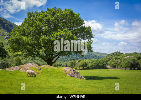 Zone de loisirs local dans le parc Gleninchaquin, Co Kerry, Ireland Banque D'Images