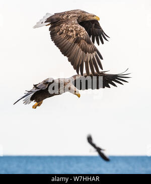 Des pygargues à queue blanche en vol. Nom scientifique : Haliaeetus albicilla, également connu sous le nom de l'ern, erne, gray eagle, l'aigle de mer et blanc-taile Banque D'Images