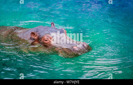 Hippo ou l'Hippopotame dans l'eau. Banque D'Images