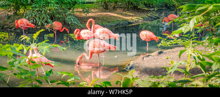 Flamants Roses dans l'eau. Banque D'Images