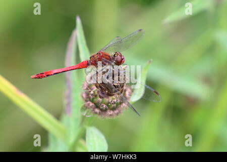 Ruddy Darter (Sympetrum sanguineum) Dragonfly reposant sur une tête de graines de fleurs Banque D'Images