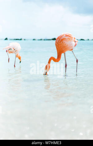 Suis Flamingos auf Flamingo Beach, Aruba niederländische Antillen, Flamingo am Strand Banque D'Images