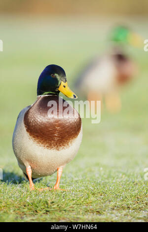 Le Canard colvert (Anas platyrhynchos) mâles adultes, se tenait sur l'herbe, West Yorkshire, Angleterre, Janvier Banque D'Images