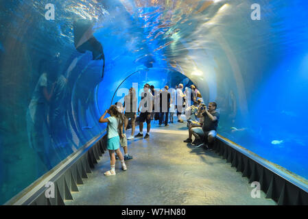 Wroclaw, Pologne - 17 juillet 2019 : personnes visitent le tunnel sous-marin moderne aquarium avec Africarium à Wroclaw. Banque D'Images