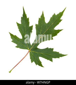 Vert feuille d'érable argenté (Acer saccharinum) isolé sur fond blanc Banque D'Images