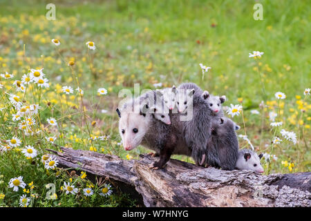 L'Opossum Possum ou Mère avec Joeys équitation sur son dos Banque D'Images