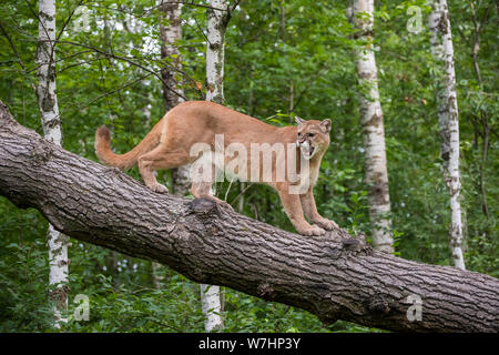 Snarling Mountain Lion descendre un arbre penché Banque D'Images