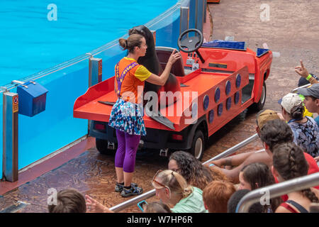 Orlando, Floride. Le 26 juillet 2019. Belle vue mer Lion sur Mer en voiture coloré Haut Lion show à Seaworld. Banque D'Images