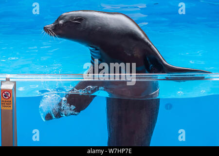 Orlando, Floride. Le 26 juillet 2019. Belle vue mer lion brandissant son arête dans Sea Lion High show à Seaworld. Banque D'Images