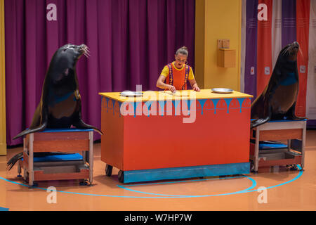 Orlando, Floride. Le 26 juillet 2019. Les lions de mer Nice joue avec trainer woman in Sea Lion High show at Seaworld Banque D'Images