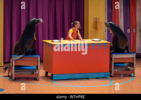 Orlando, Floride. Le 26 juillet 2019. Les lions de mer Nice joue avec trainer woman in Sea Lion High show at Seaworld Banque D'Images