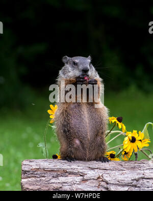 Jeune marmotte commune manger le petit déjeuner, de l'alimentation s'agrippait à griffes Banque D'Images