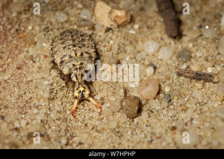 - Myrmeleonidae Antlion insecte dans la famille Myrmeleontidae, connu pour le prédateur féroce habitudes de leurs larves, qui dans de nombreuses espèces creusent des fosses Banque D'Images