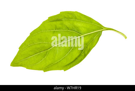 Feuille humide de basilic vert frais herb isolé sur fond blanc Banque D'Images